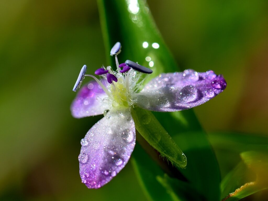 花についた雨粒