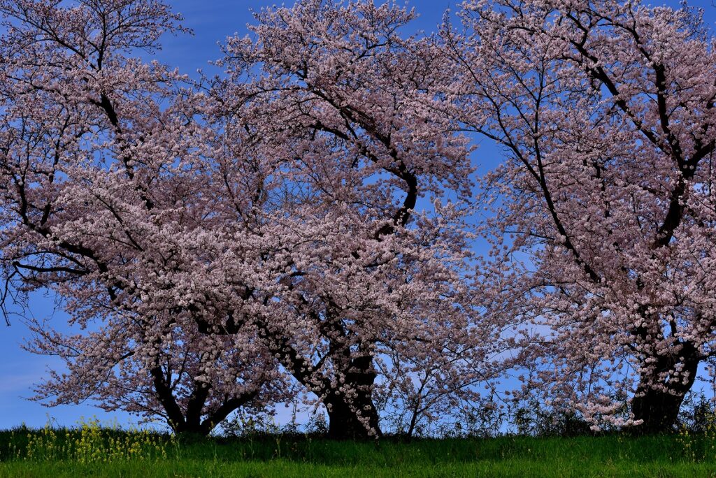 風景写真の例