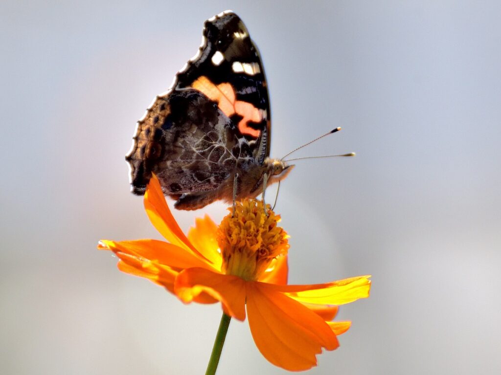 花とチョウの写真