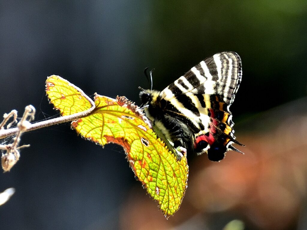 ギフチョウ