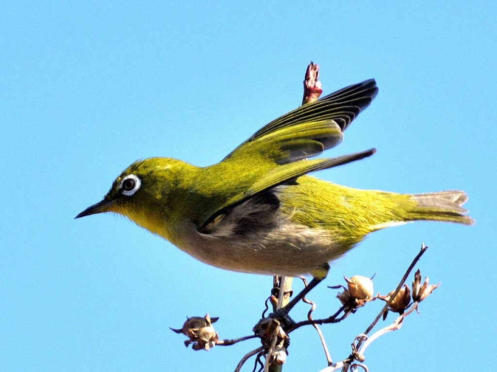 メジロの飛び出し