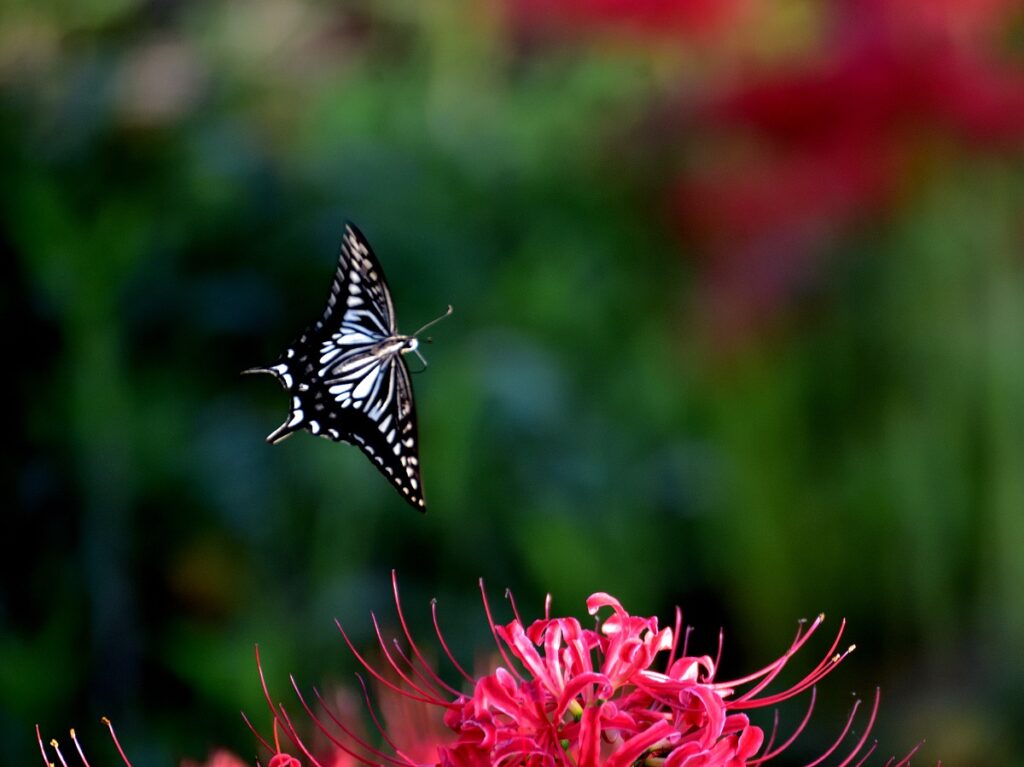 花を下にしたチョウの写真