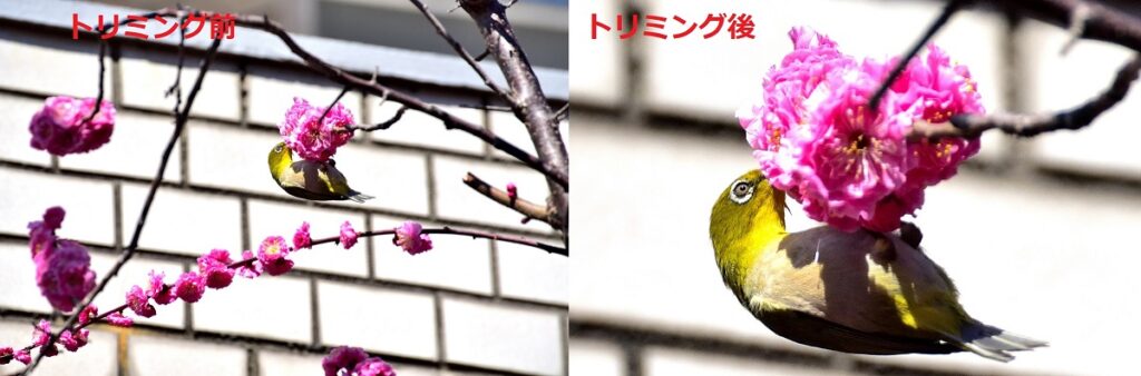 トリミング前後