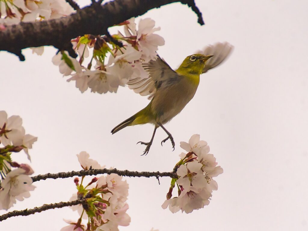 桜と飛翔中のメジロ