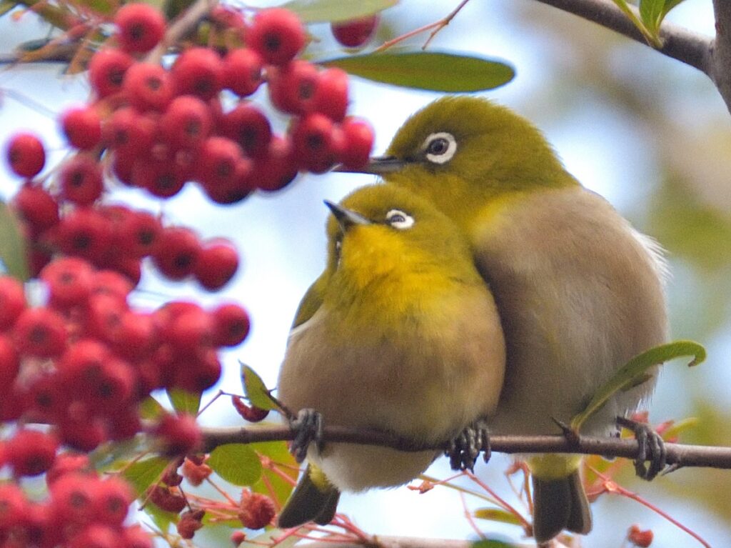 つがいのメジロとピラカンサ