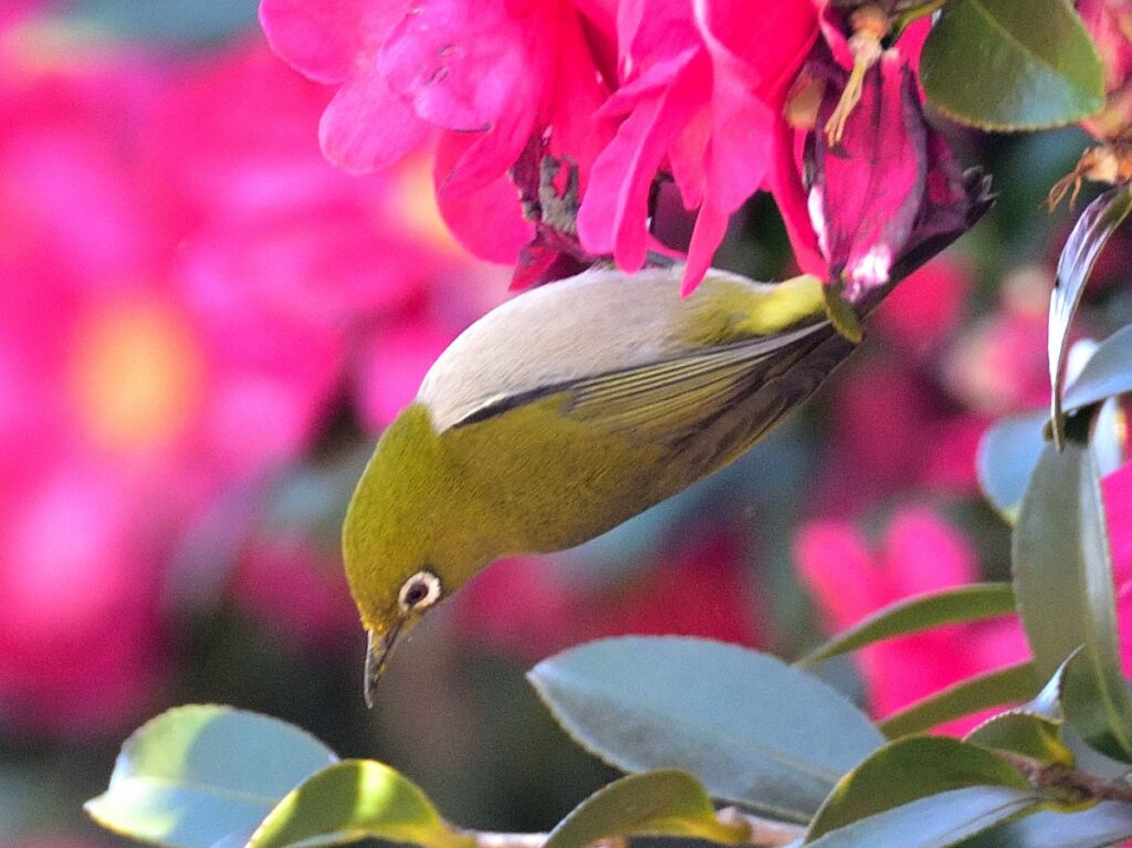 山茶花とメジロ