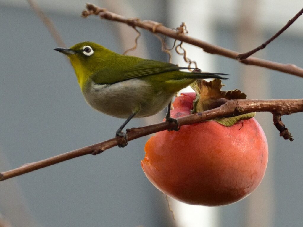 柿のみにとまるメジロ
