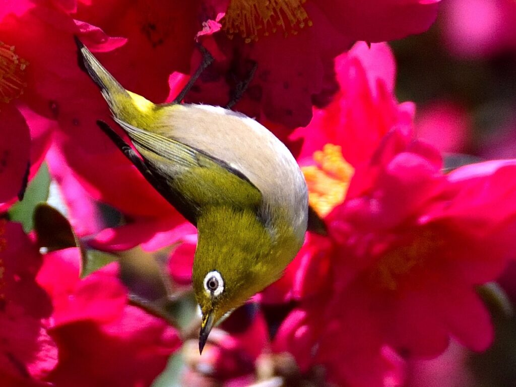 山茶花に逆さにとまるメジロ