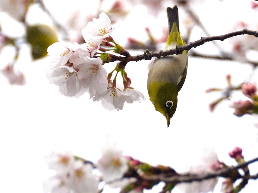 桜と逆さまのメジロ