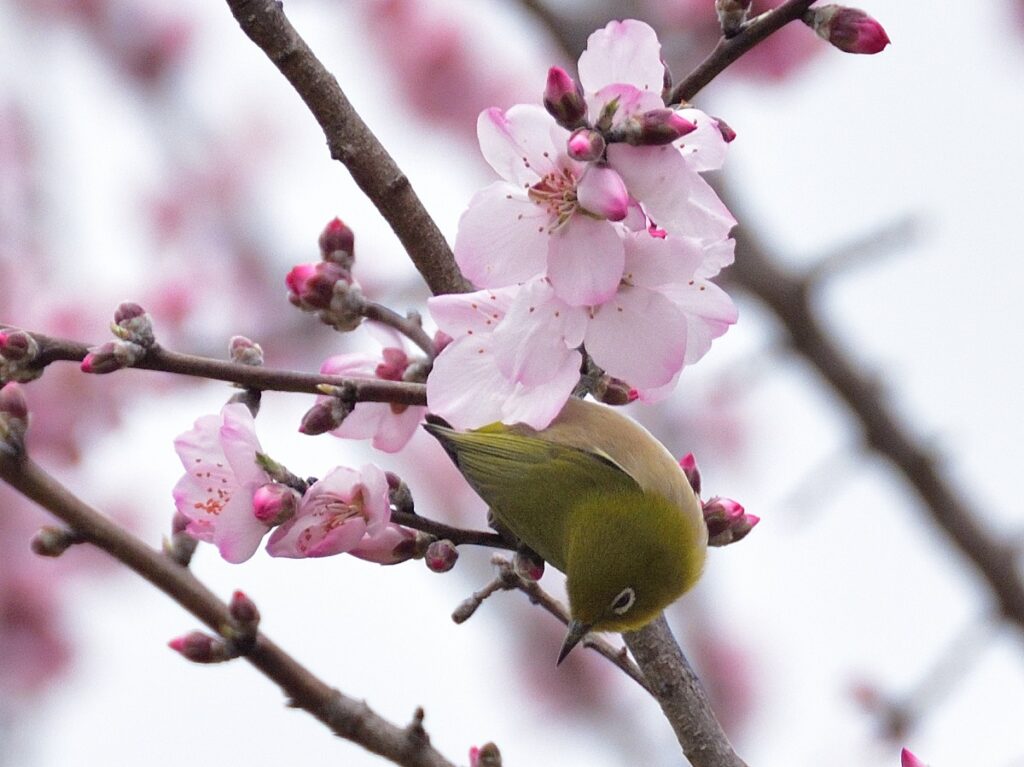 桜とメジロ